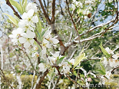 Sakura thailand Stock Photo