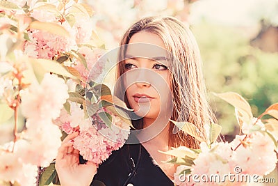 Sakura tree blooming. Soft and tender. Gorgeous flower and female beauty. Pink paradise. Woman in spring flower bloom Stock Photo