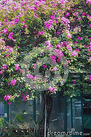 Sakura tree on a park Stock Photo