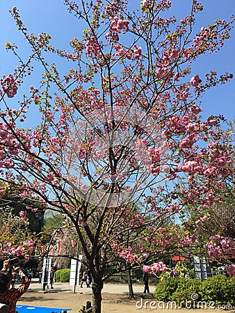 Sakura tree at Ueno park Editorial Stock Photo