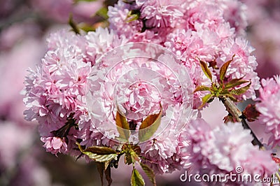 Sakura trees blooming in downtown of Lviv Stock Photo