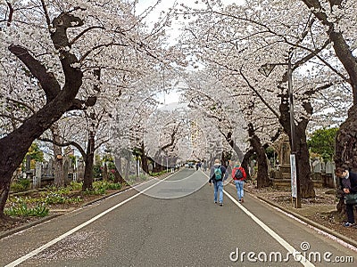 Sakura trees in Yanaka Cemetery in Tokyo Editorial Stock Photo