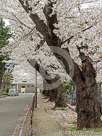 Sakura trees in Yanaka Cemetery in Tokyo Stock Photo