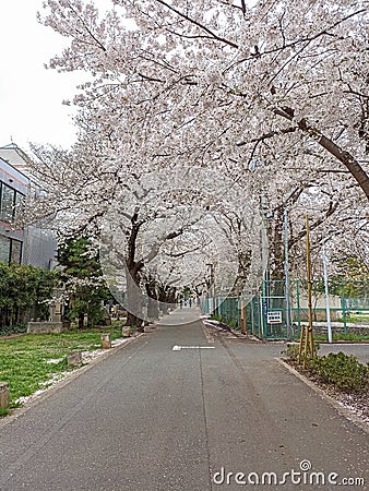 Sakura trees in Yanaka Cemetery in Tokyo Stock Photo