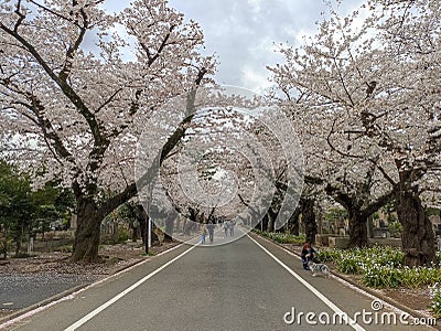 Sakura trees in Yanaka Cemetery in Tokyo Editorial Stock Photo