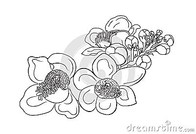Sal tree isolate vector,cannonball tree tropical flowers in blossom on a branch,Tree of Buddha born Vector Illustration