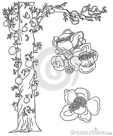 Sal tree isolate vector,cannonball tree tropical flowers in blossom on a branch,Tree of Buddha born Vector Illustration