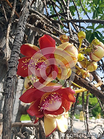 Sala flora or Shorea robusta flower on Cannonball Stock Photo