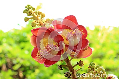 Sala flora or Shorea robusta flower Stock Photo