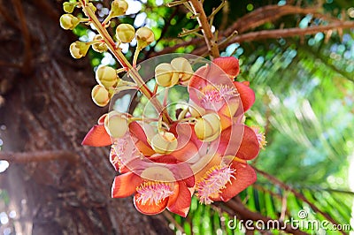 Sala flora or Shorea robusta flower on Cannonball tree Stock Photo