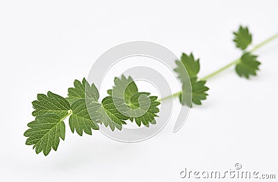 Salad Burnet Fresh Stock Photo