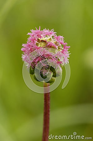 Salad Burnet Stock Photo