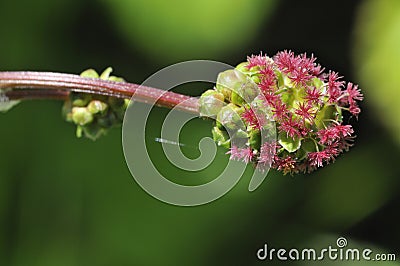 Salad Burnet Stock Photo