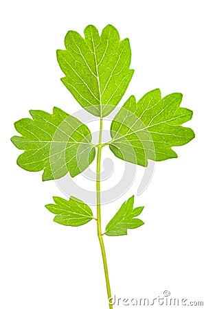 Salad Burnet Stock Photo