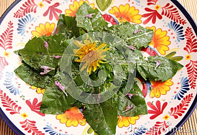 Salad of dandelion Stock Photo