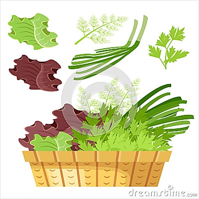 Salad greens in a basket. Vector Illustration