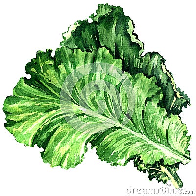 Salad leaf, fresh lettuce isolated, watercolor illustration on white Cartoon Illustration