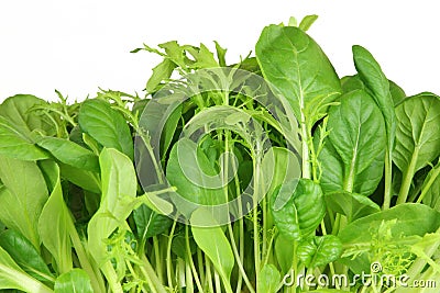 Salad Leaf Selection Stock Photo