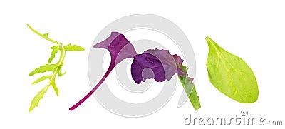 Salad Leaves Mix Rucola Purple Lettuce Spinach Chard Leaf on white background Stock Photo
