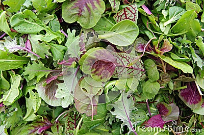 Salad micro greens Stock Photo