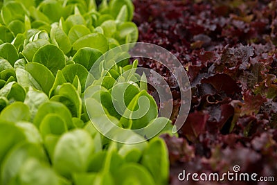 salad mix inside of a greenhouse Stock Photo