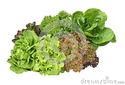 Salad plant on white background Stock Photo