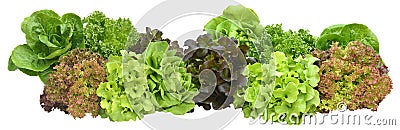 Salad plant on white background Stock Photo
