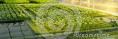 Salad sprout vegetable in the hydroponic garden farm, healthy organic agriculture cultivation Stock Photo