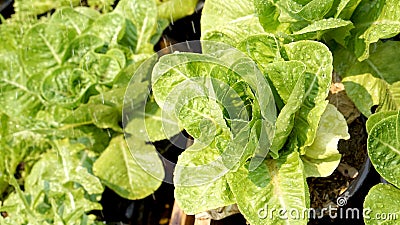 Salad vegetable hydroponics garden with water droplets Stock Photo