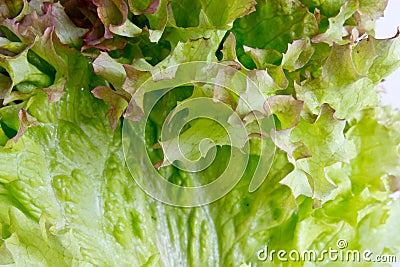Salade closeup shot Stock Photo