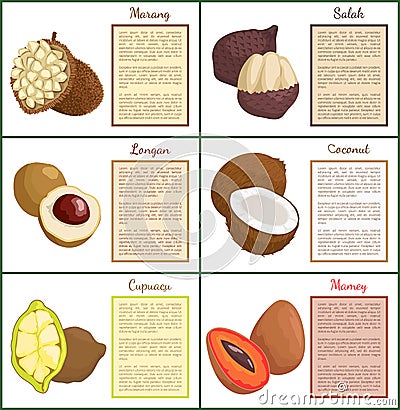 Salak and Longan Coconut Fruit Posters Set Vector Vector Illustration