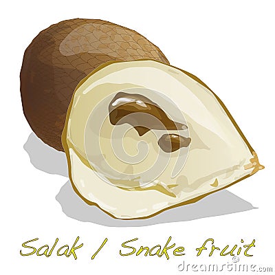 Salak / Snake fruit Vector Illustration