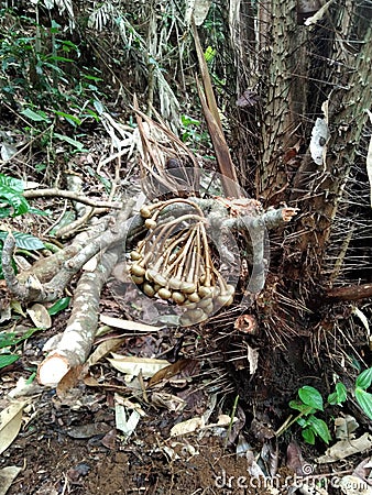 This is salak tree Stock Photo