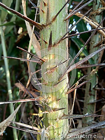 Salak tree also known Salacca zalacca and snake fruit with a natural background Stock Photo