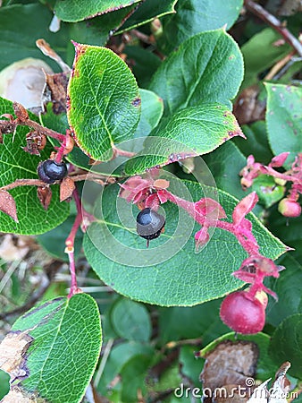 Salal berry Stock Photo