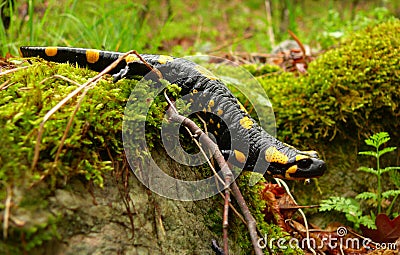 Salamander Stock Photo