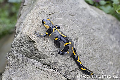 Salamander. Stock Photo