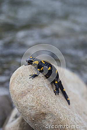 Salamander. Stock Photo