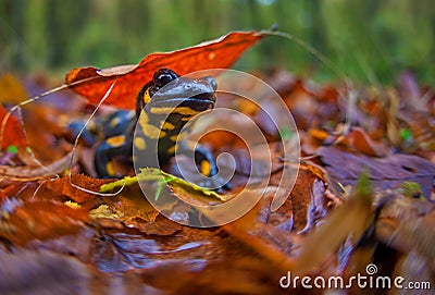 Salamander in Fall Stock Photo