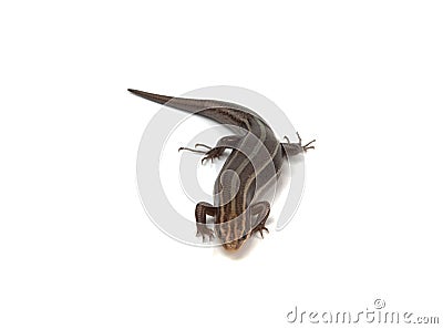 Salamander Stock Photo