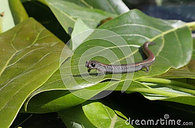 Salamander Pose Stock Photo