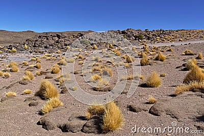 Salar de Tara Vegetation Stock Photo