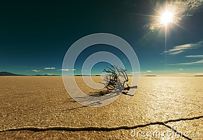 Salar de Uyuni Stock Photo