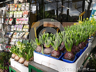 Sale of bulbous flowers on the street. without man. rows of pots. It`s spring Stock Photo