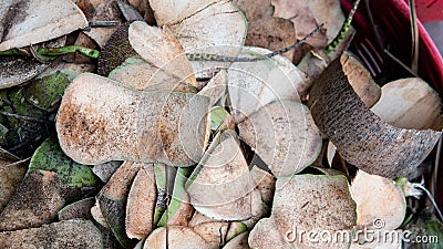 .sale of coconuts in the fruit markets of Asia. Benefits of Coconut Milk and Pulp Stock Photo