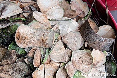 .sale of coconuts in the fruit markets of Asia. Benefits of Coconut Milk and Pulp Stock Photo