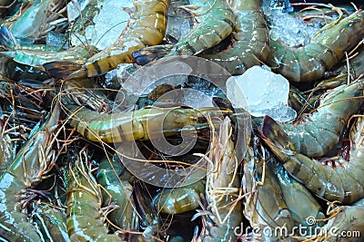 Sale of marine shrimp. seafood on the counter Stock Photo
