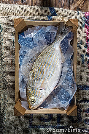 Salema porgy Stock Photo