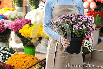Saleswoman holding pot with beautiful chrysanthemum flowers in shop Stock Photo