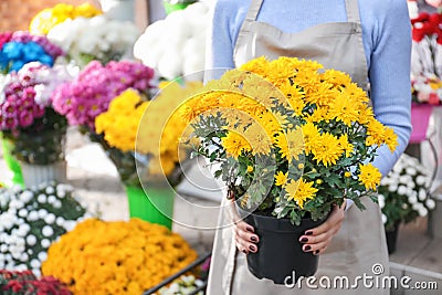 Saleswoman holding pot with beautiful chrysanthemum flowers in shop Stock Photo